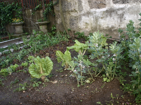 Acelgas (Beta vulgaris) e fava (família Fabaceae)
A acelga e a semente da fava são utilizadas na confeção de pratos na cozinha.